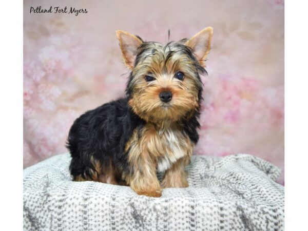 [#23484] Black & Tan Female Yorkshire Terrier Puppies for Sale