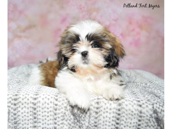Shih Tzu--Female---Petland Fort Myers, Florida