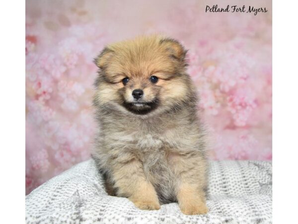 [#23482] Sable Female Pomeranian Puppies for Sale