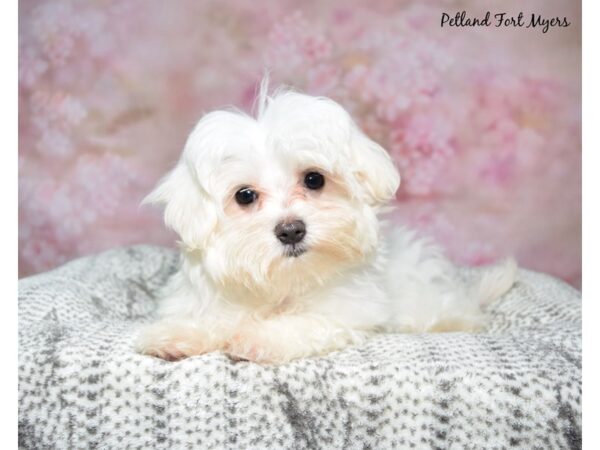 Maltese--Female---Petland Fort Myers, Florida