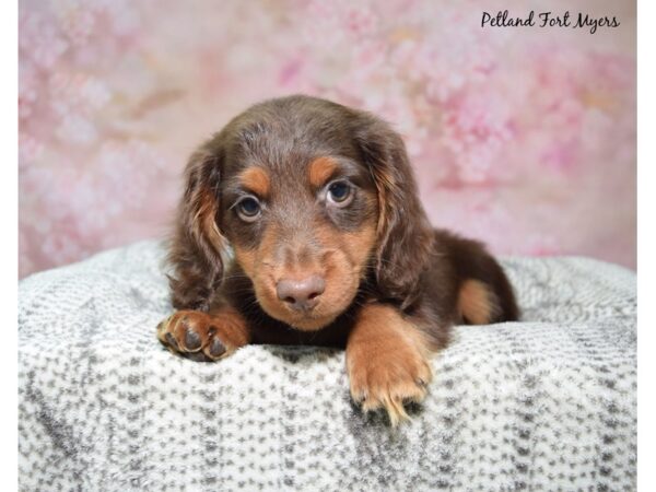 Dachshund--Male---Petland Fort Myers, Florida