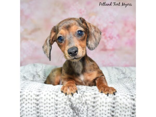 [#23478] Chocolate, Dapple Female Dachshund Puppies for Sale
