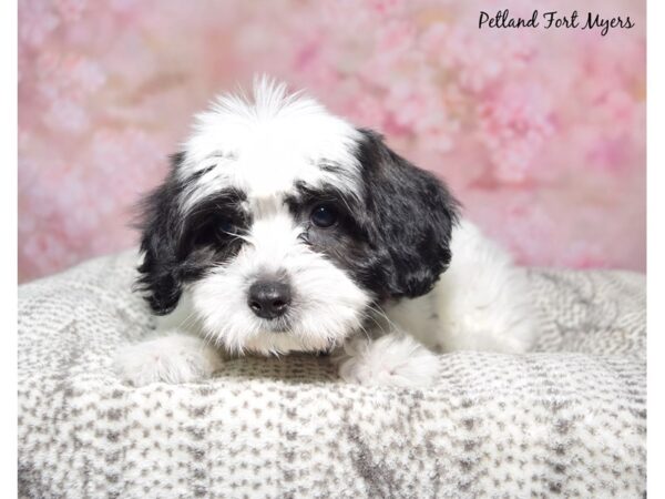 [#23477] Black & White Female Coton De Tulear Puppies for Sale