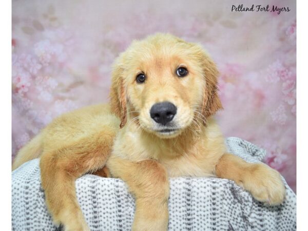 [#23476] Golden Male Golden Retriever Puppies for Sale