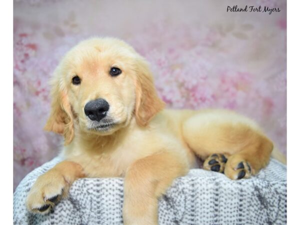 [#23475] Golden Male Golden Retriever Puppies for Sale