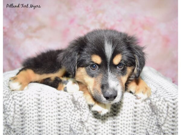 [#23473] Tri Male Miniature Australian Shepherd Puppies for Sale