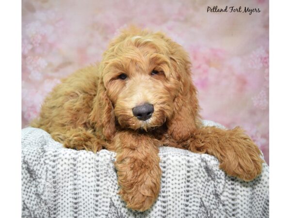 [#23472] Red Male Goldendoodle Puppies for Sale