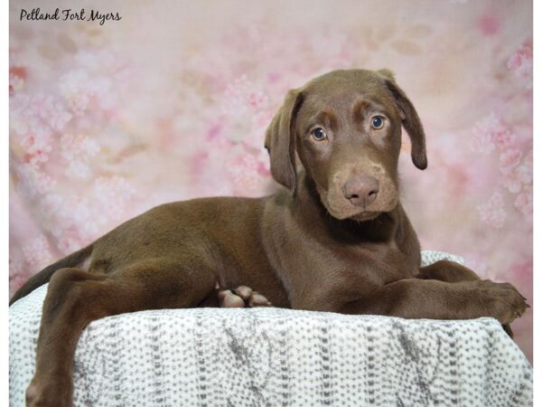 [#23471] Chocolate Female Labrador Retriever Puppies for Sale