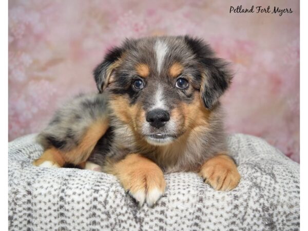 [#23497] Tri Male Miniature Australian Shepherd Puppies for Sale