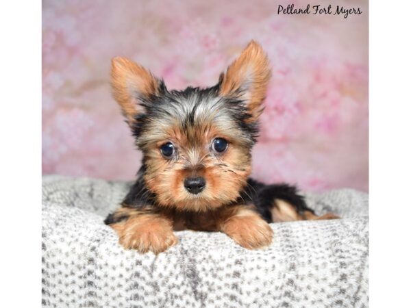 [#23496] Black / Tan Female Yorkshire Terrier Puppies for Sale