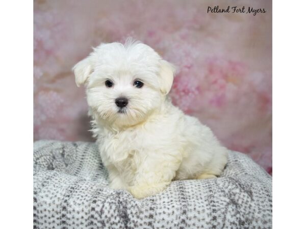 [#23495] White Male Maltese Puppies for Sale