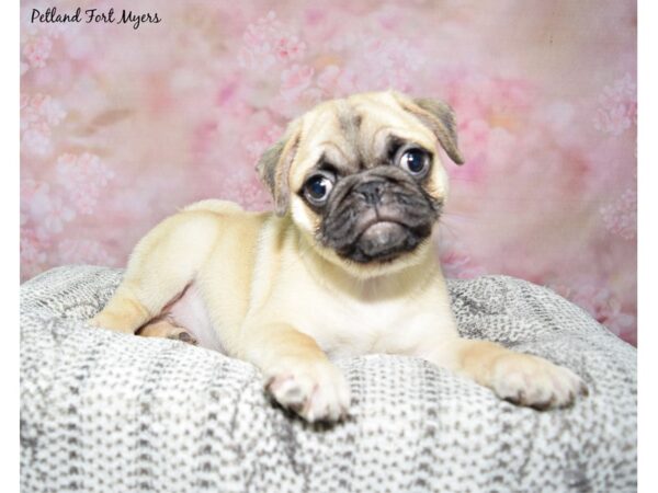 [#23494] Fawn Male Pug Puppies for Sale