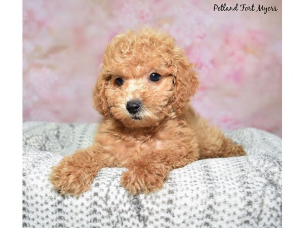 [#23493] Apricot Female Miniature Poodle Puppies for Sale
