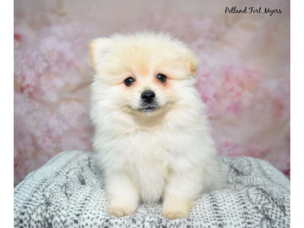 [#23492] Cr Male Pomeranian Puppies for Sale