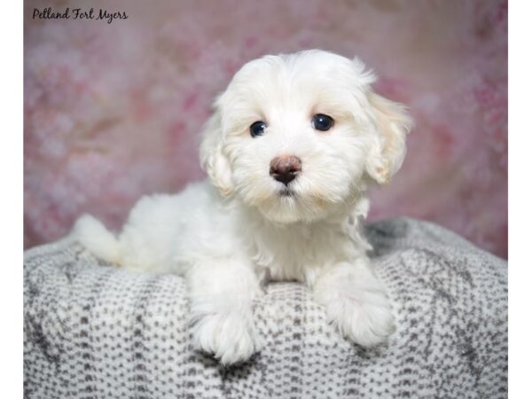 [#23491] Wh Female Morkiepoo Puppies for Sale