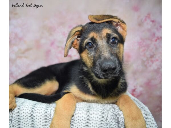 [#23490] Black & Red Female German Shepherd Puppies for Sale
