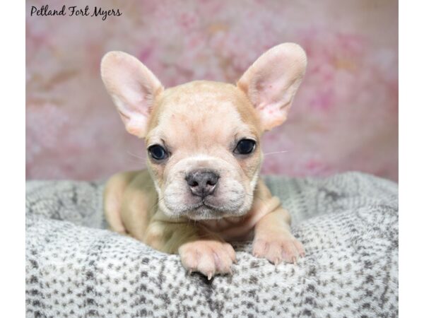French Bulldog--Male---Petland Fort Myers, Florida