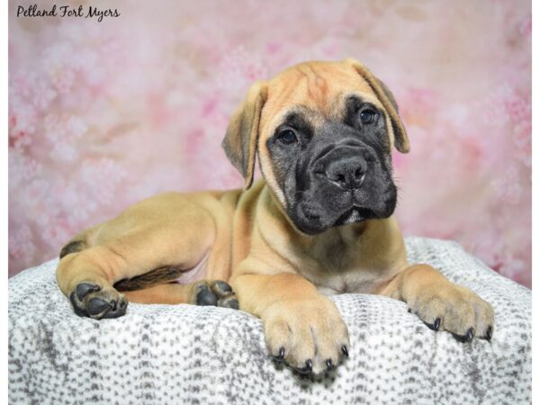 [#23487] Red Fn Male Bullmastiff Puppies for Sale