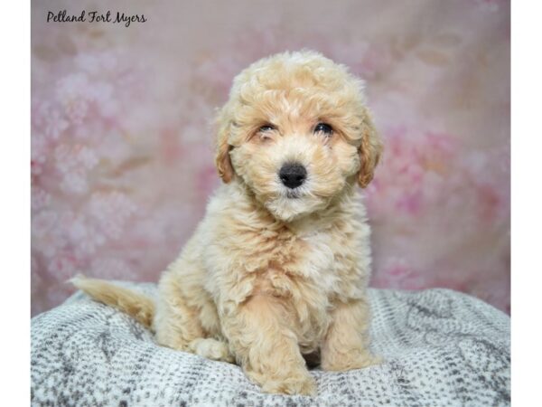 [#23486] Cr Male Bichapoo Puppies for Sale