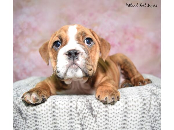 Beabull--Female---Petland Fort Myers, Florida