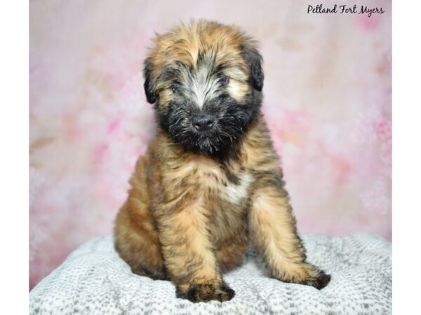 [#23356] Wheaten Female Soft Coated Wheaten Terrier Puppies for Sale