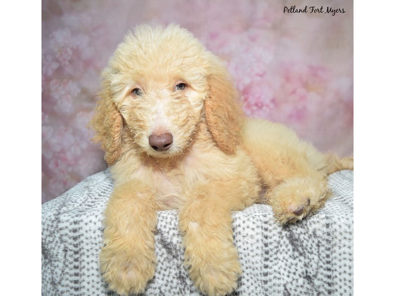 Goldendoodle - 23404 Image #1