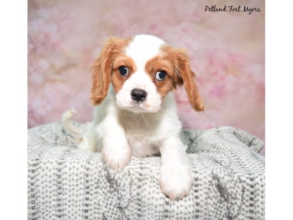 Cavalier King Charles Spaniel--Male---Petland Fort Myers, Florida