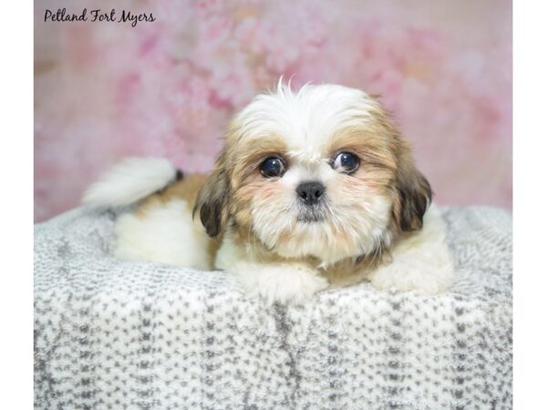 Shih Tzu--Female---Petland Fort Myers, Florida