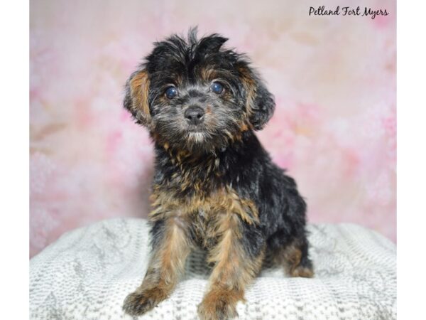 Yorkiepoo--Female---Petland Fort Myers, Florida