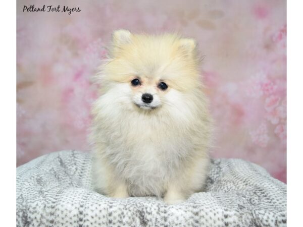 Pomeranian--Female---Petland Fort Myers, Florida