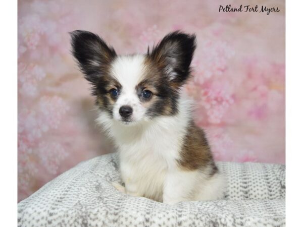 Papillon--Male---Petland Fort Myers, Florida