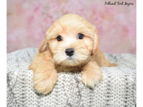 Morkiepoo--Male---Petland Fort Myers, Florida
