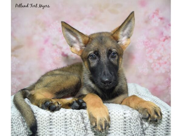 German Shepherd--Male---Petland Fort Myers, Florida