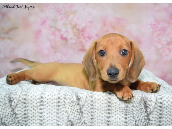 Dachshund--Male---Petland Fort Myers, Florida