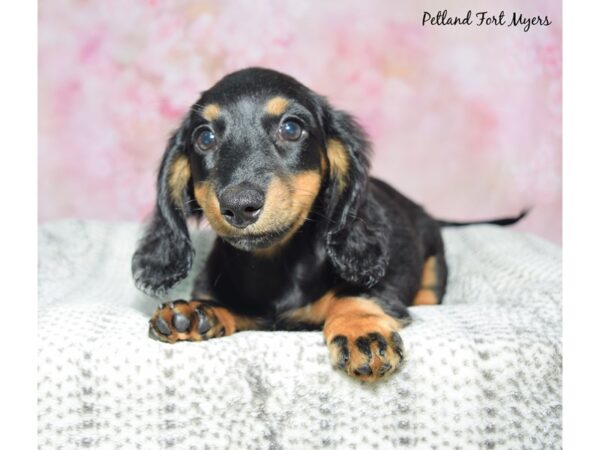 Dachshund--Female---Petland Fort Myers, Florida