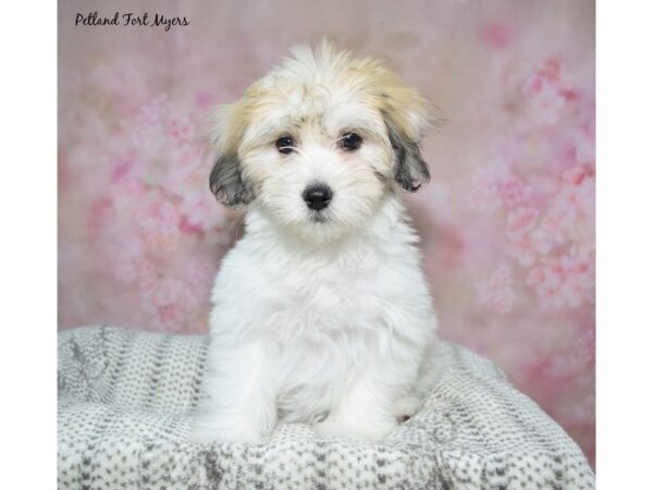Coton De Tulear--Female---Petland Fort Myers, Florida
