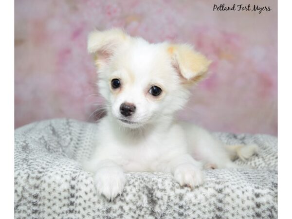 Chihuahua--Male---Petland Fort Myers, Florida