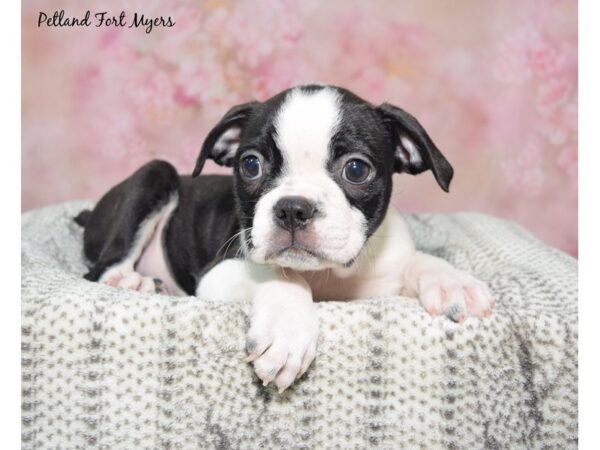 Boston Terrier--Male---Petland Fort Myers, Florida