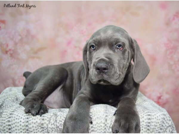 Cane Corso--Male---Petland Fort Myers, Florida