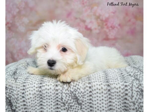 Coton De Tulear--Male---Petland Fort Myers, Florida