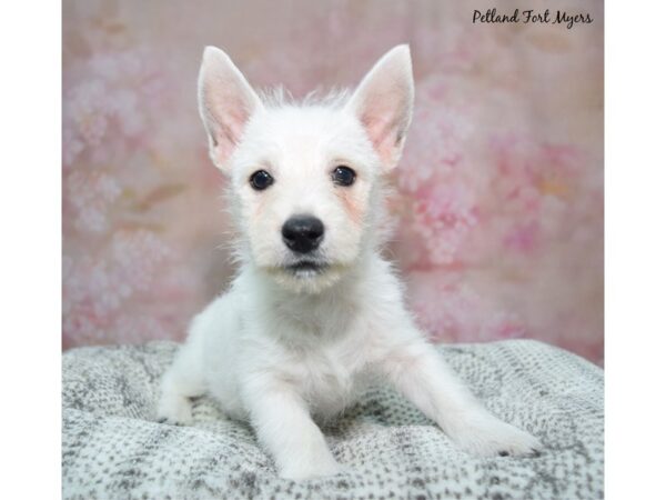 West Highland White Terrier--Male---Petland Fort Myers, Florida