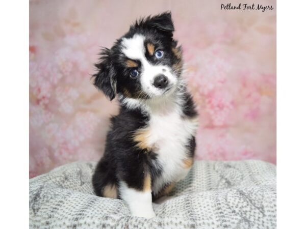 Toy Australian Shepherd--Male---Petland Fort Myers, Florida
