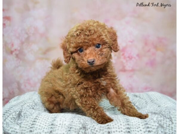Miniature Poodle--Male---Petland Fort Myers, Florida