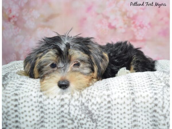 Morkie--Female---Petland Fort Myers, Florida