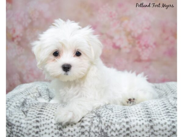 Maltese--Female---Petland Fort Myers, Florida