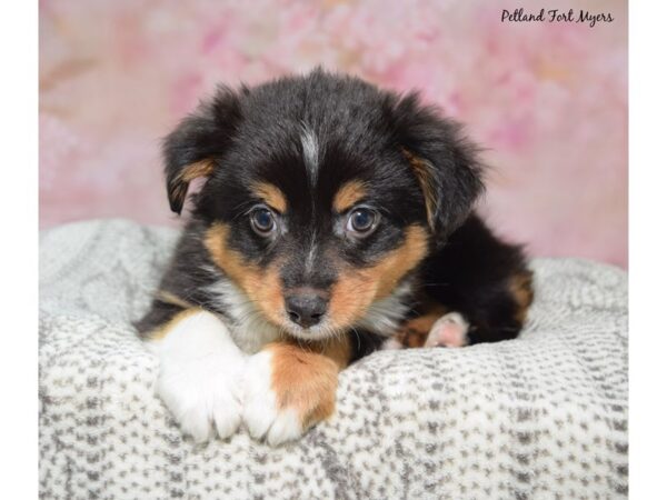 Toy Australian Shepherd--Male---Petland Fort Myers, Florida