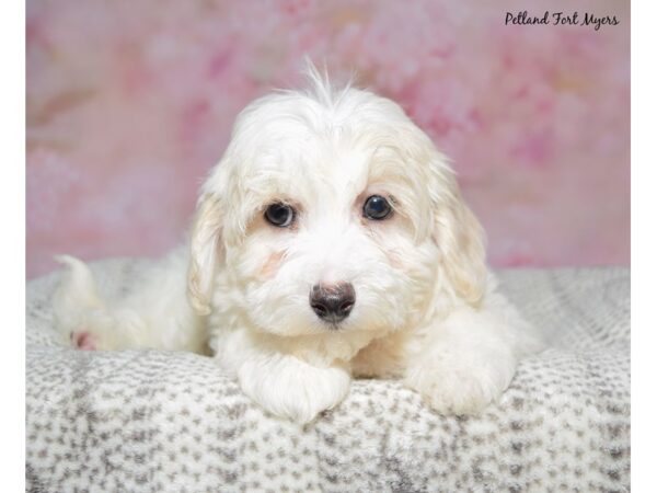 Havapoo--Female---Petland Fort Myers, Florida