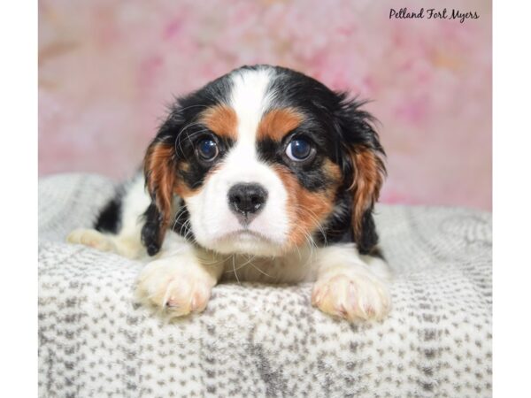 Cavalier King Charles Spaniel--Male---Petland Fort Myers, Florida
