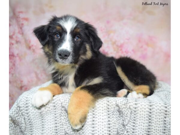 Mini Australian Shepherd--Male---Petland Fort Myers, Florida