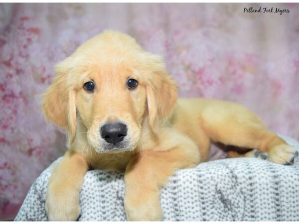 Golden Retriever--Male---Petland Fort Myers, Florida